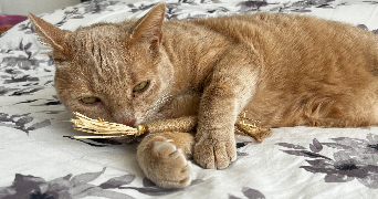 leyla pet sitter à SARRALBE 57430_8