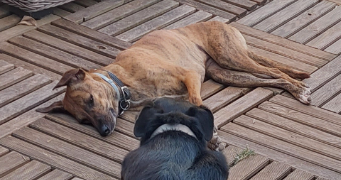amandine dog sitter à NICE 06200_3
