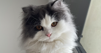 hind pet sitter à CRUVIERS LASCOURS 30360_0