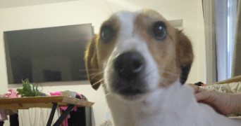 mignellie pet sitter à PAU 64000_5