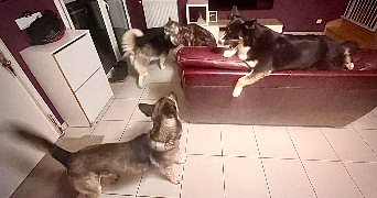 lana pet sitter à MORMANT 77720_6