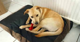 isabelle pet sitter à ST ANDRE LEZ LILLE 59350_6
