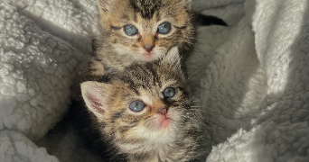 fanny pet sitter à FONTENAY LE FLEURY 78330_3