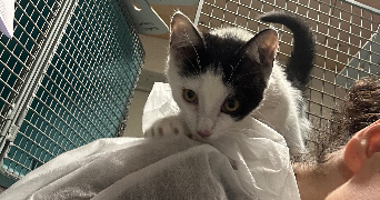 vanessa pet sitter à MARSEILLE 06 13006_7