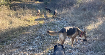 gabriella pet sitter à ST HIPPOLYTE DU FORT 30170_9