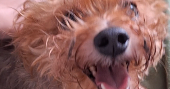 angelina pet sitter à CHATILLON 92320_1