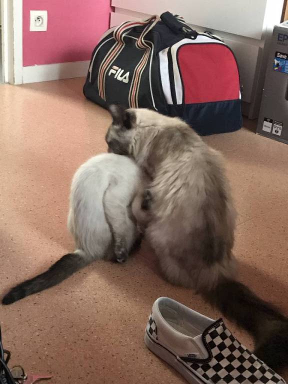 paloma pet sitter à Bordeaux 33300_3
