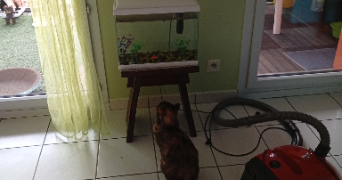 christiane pet sitter à MONTAUBAN 82000_0
