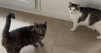 camille pet sitter à BONDY 93140_5