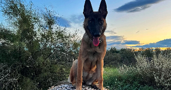 rémi pet sitter à Béziers 34500_8