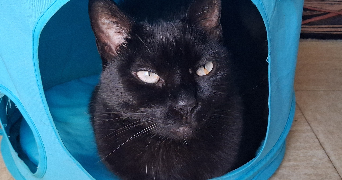 isabelle pet sitter à NANTERRE 92000_7