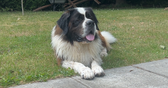 enola pet sitter à NOISY SUR ECOLE 77123_1