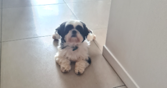 gaelle pet sitter à NOYAL SUR VILAINE 35530_5