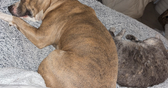 chloé pet sitter à MALATAVERNE 26780_6