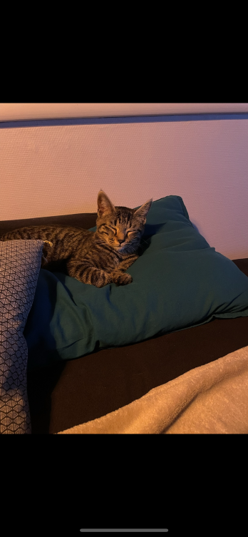 adeline pet sitter à Montelier 26120_4