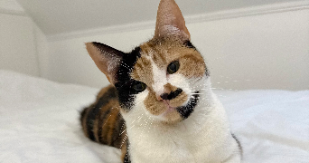 mélodie pet sitter à NUCOURT 95420_2