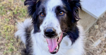 angélique pet sitter à Grammond 42140_6