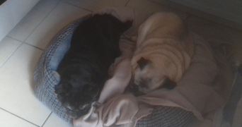 claire pet sitter à VITRY SUR SEINE 94400_7