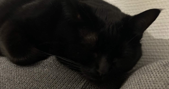 benjamin pet sitter à ORVAULT 44700_3