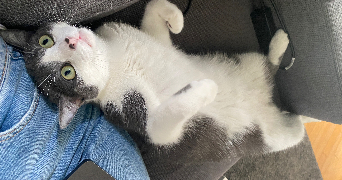 mia cat sitter à PARIS 18 75018_3