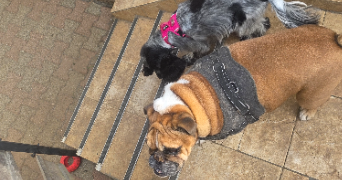 laura pet sitter à FAMECK 57290_5