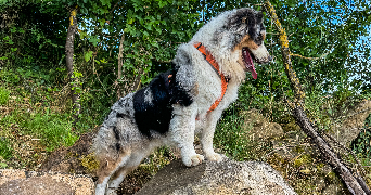 tiffany pet sitter à THORIGNY SUR OREUSE 89260_4