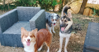 johanne pet sitter à NIEUL 87510_9