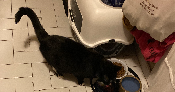 louise-marie pet sitter à ORLEANS 45000_2