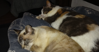 mélanie pet sitter à TALENCE 33400_2