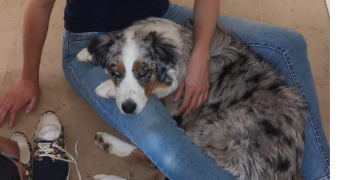 annabelle pet sitter à PARIS 12 75012_3