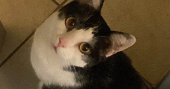 aeden pet sitter à LOOS 59120_6