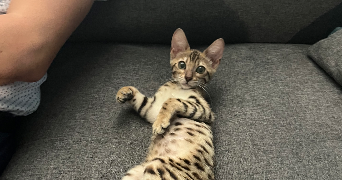 maeva pet sitter à ERSTEIN 67150_3