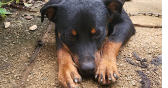 jade pet sitter à MARSEILLE 13 13013_3