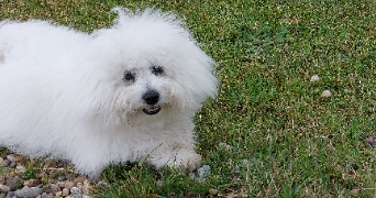 veronique pet sitter à PAU 64000_0