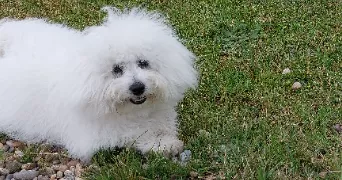 veronique pet sitter à PAU 64000