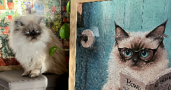 margot pet sitter à ST PIERRE DU MONT 40280_0