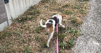 framboise dog sitter à LENS 62300_2