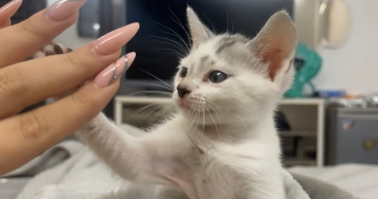 lea pet sitter à VILLENEUVE D ASCQ 59650_3