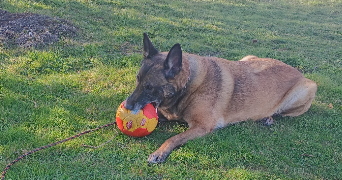 mickaëla pet sitter à AMIENS 80000_3