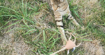 marjorie pet sitter à ST SEBASTIEN SUR LOIRE 44230_4