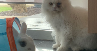 ambre pet sitter à STE MARIE LA BLANCHE 21200_0