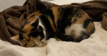 tiffany pet sitter à PICQUIGNY 80310