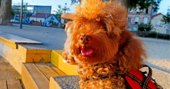 armina pet sitter à ALFORTVILLE 94140_2