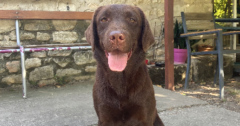 lorena pet sitter à Tarascon 13150_0