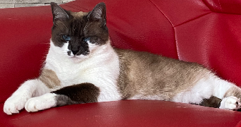 elodie cat sitter à BEUZEVILLE 27210_6