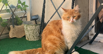 lucie cat sitter à AMIENS 80000_2