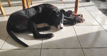 noemie pet sitter à BEAUCHAMP 95250_2