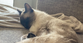 sara pet sitter à VILLIERS SUR MARNE 94350_1