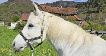 yona pet sitter à THONON LES BAINS 74200_2