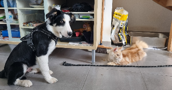 axelle pet sitter à SONCHAMP 78120_5